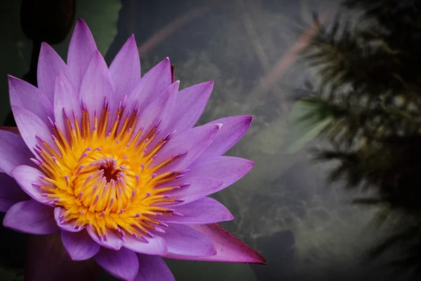 Water lilly or Thailand — Stock Photo, Image