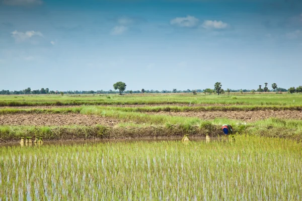 Тайский фермер в области — стоковое фото