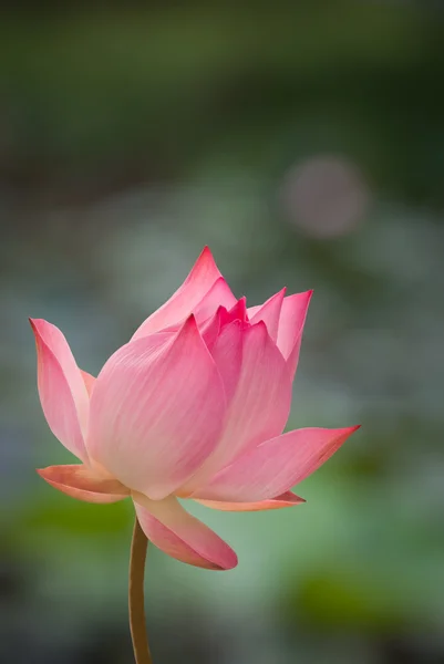 Flora acuática de loto sobre fondo de desenfoque natural —  Fotos de Stock
