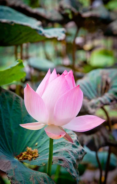 Flora acuática de loto — Foto de Stock