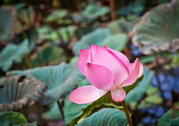 Flora acquatica del loto — Foto Stock