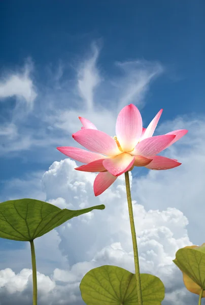 Lotus i himlen - Stock-foto