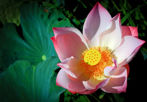 Lotus blossom — Stock Photo, Image