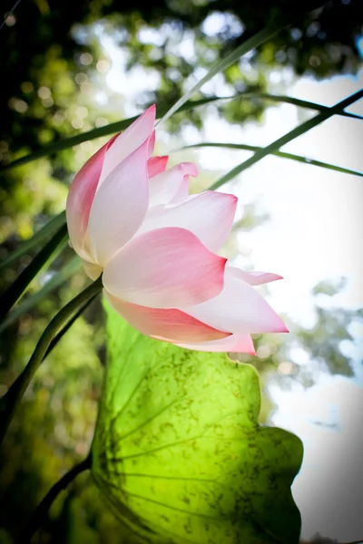 로터스 꽃 — 스톡 사진