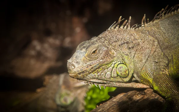 Unga rhinocerus iguana — Stockfoto