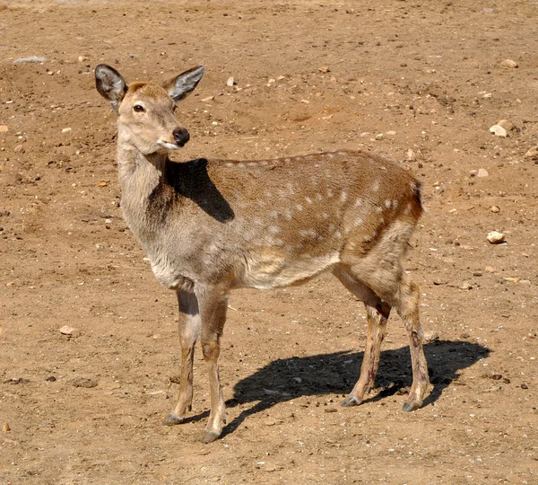 stock image Sika Deer