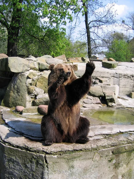 stock image The brown bear