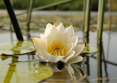 Nymphaea alba (Beyaz nilüfer)