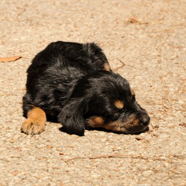 Uyuyan yavru rottweiler