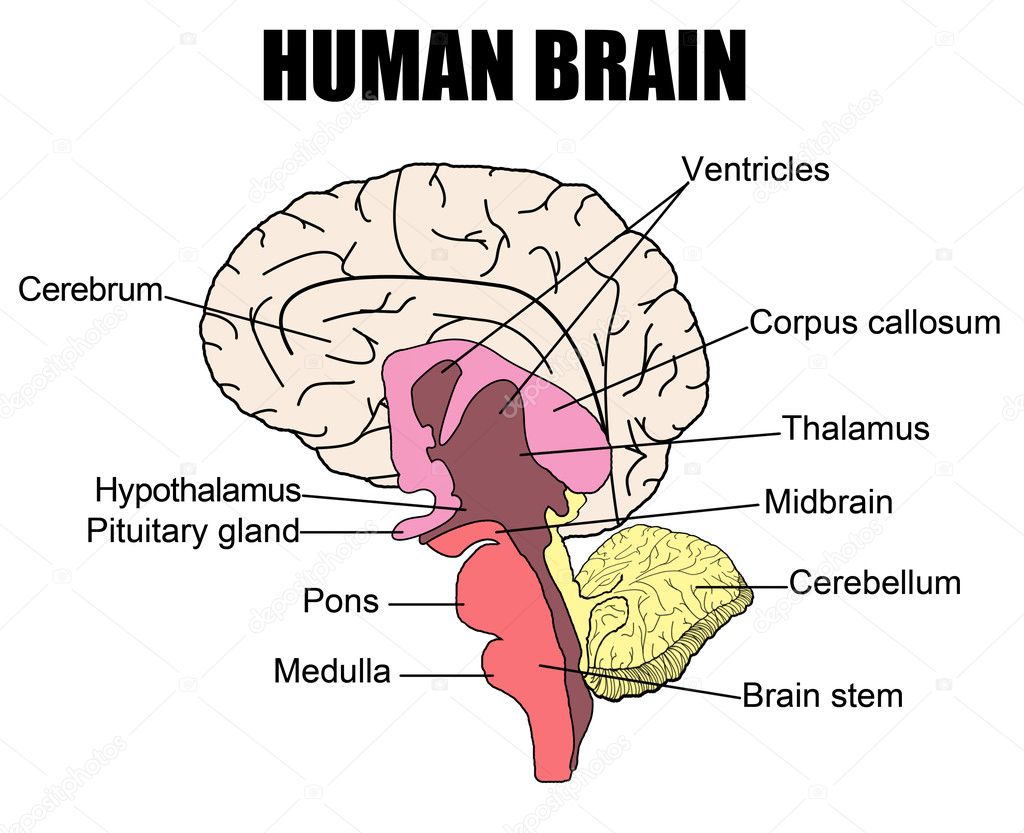 Human Brain — Stock Vector © roxanabalint #5383433