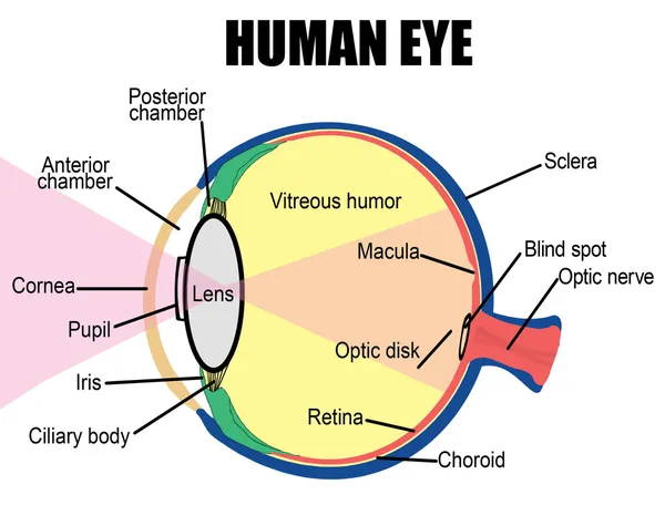 Olho humano — Vetor de Stock