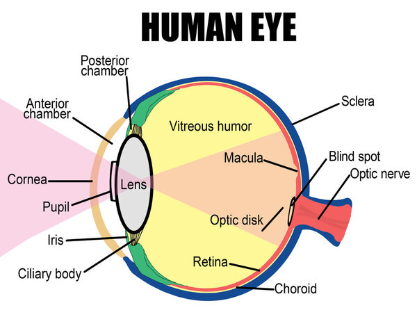 Human eye
