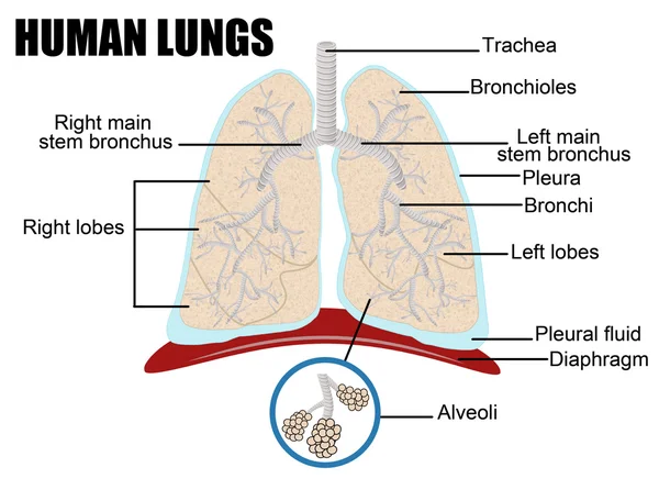 Polmoni umani — Vettoriale Stock