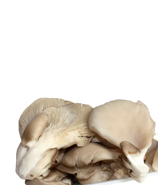 Boczniak ostrygowaty — Zdjęcie stockowe