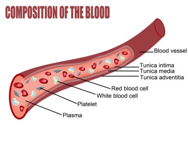 Composition of the blood clipart