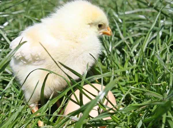 Ayam di atas rumput — Stok Foto