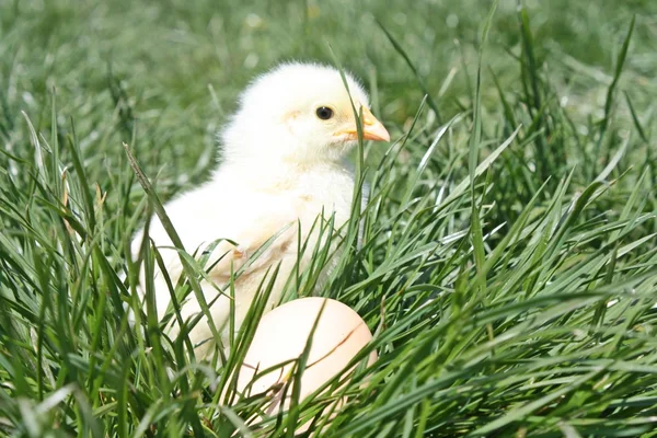Kylling på græs - Stock-foto