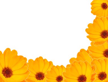 Calendula çiçek