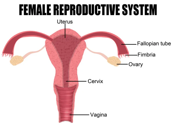 Sistema reprodutor feminino — Vetor de Stock