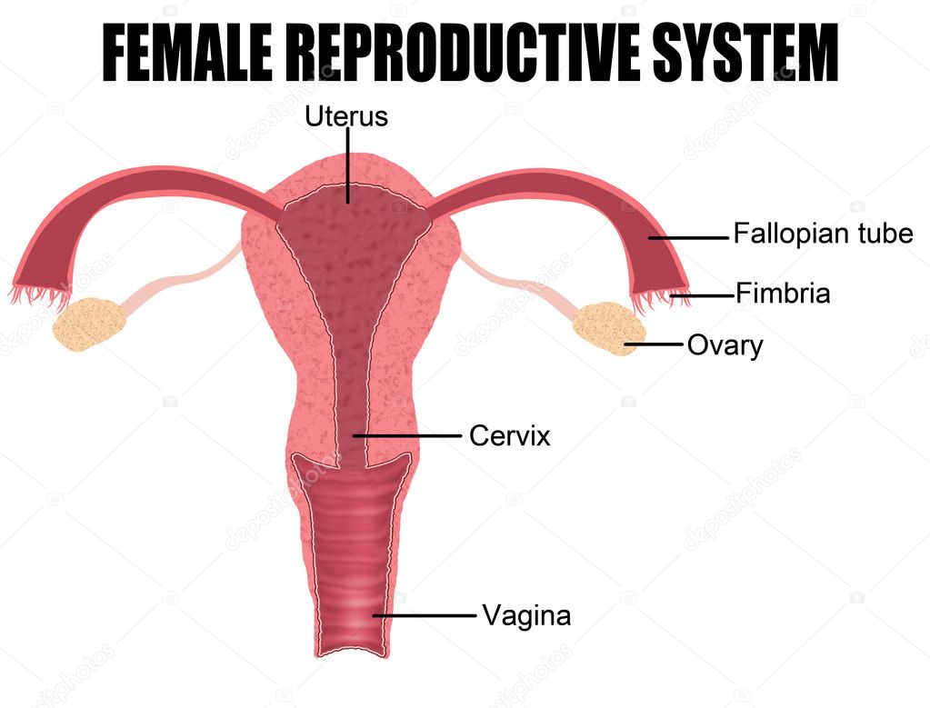 Female Reproductive System ⬇ Vector Image by ...