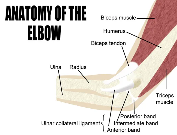 肘関節の解剖学 — ストックベクタ