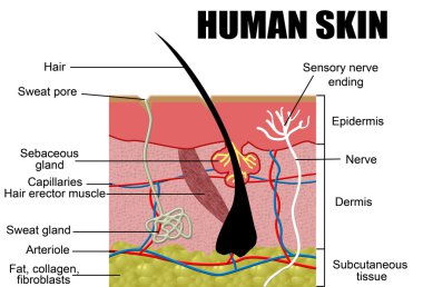 Human skin clipart
