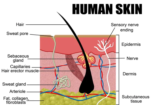 Menselijke huid — Stockvector