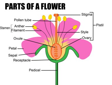 bir çiçeğin bölümleri