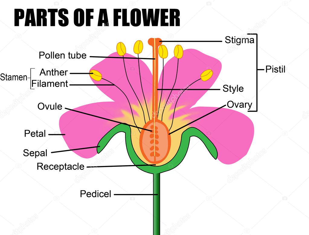 Parts Of A Flower Stock Vector By roxanabalint 5580919