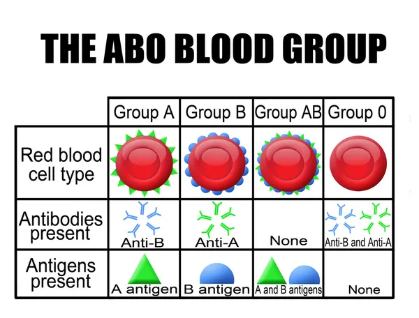 Das Abo-Blutgruppendiagramm — Stockvektor