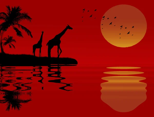 Giraffen in de buurt van water — Stockvector