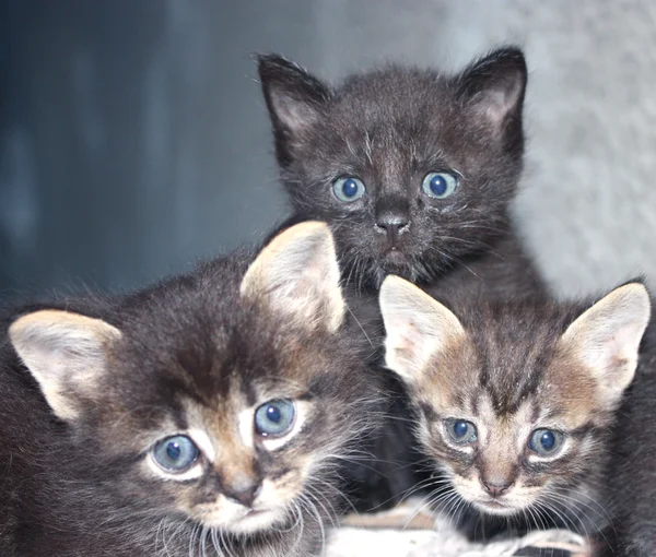 Drie prachtige kleine katten op achtergrondstructuur — Stockfoto