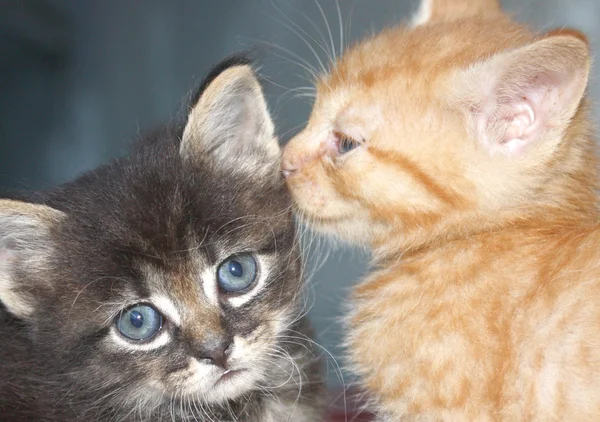 고양이 두 마리 — 스톡 사진