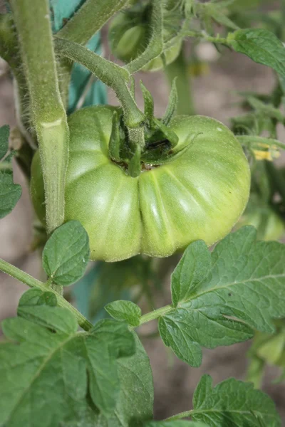 stock image Green tomato