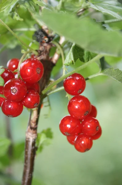 Ribes rosso — Foto Stock