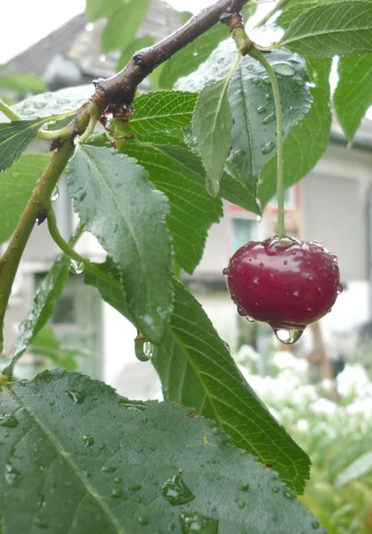 Penutup Cherry — Stok Foto