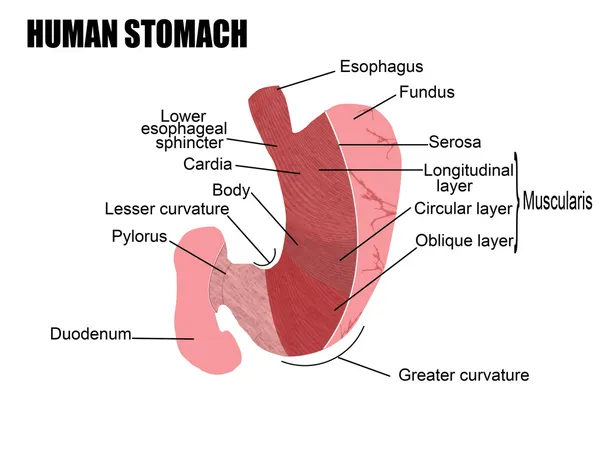 Estómago humano — Vector de stock
