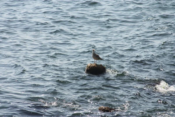 海里的海鸥 — 图库照片