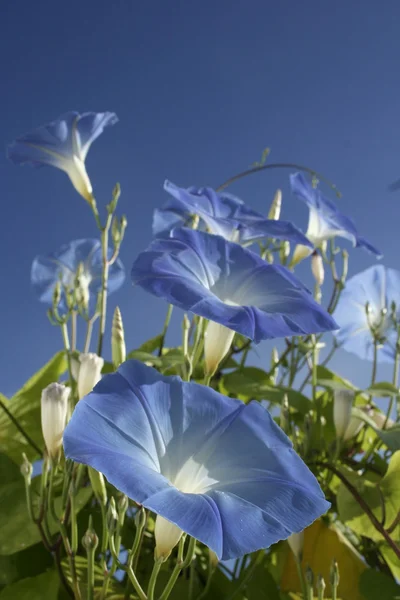 Blue morning glories — Stock Photo, Image