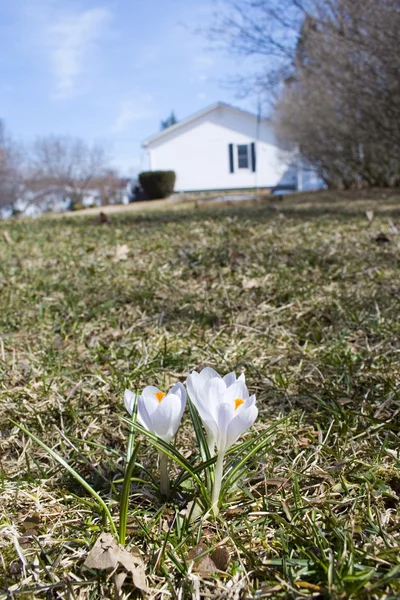 Spring crocuses blooming on lawn — Stock Photo, Image