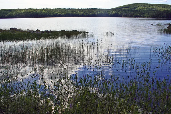 푸른 하늘 가진 고요한 연못 — 스톡 사진