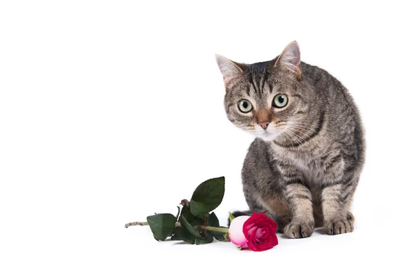 Кішка з квіткою — стокове фото