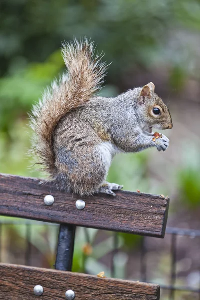 Squirrel Royalty Free Stock Images
