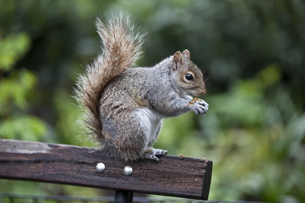 Squirrel Stock Image