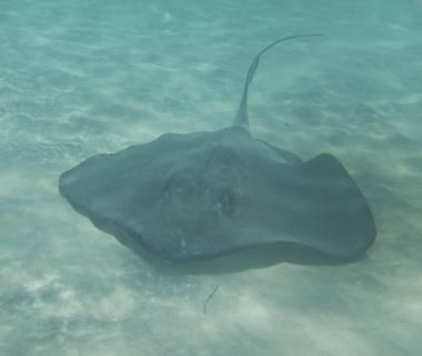 Stingray