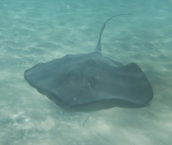 stock image Stingray