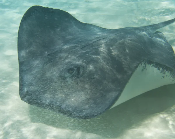 stock image Stingray