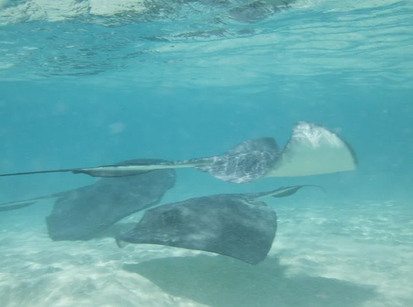 stock image Stingray