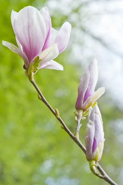 Magnolia —  Fotos de Stock
