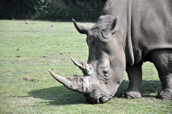 Rhinoceros — Stock fotografie